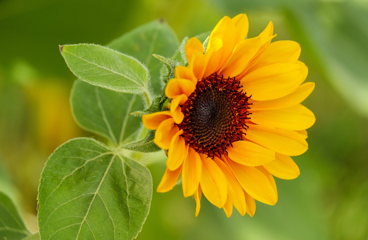 sun flower flower blossom free photo