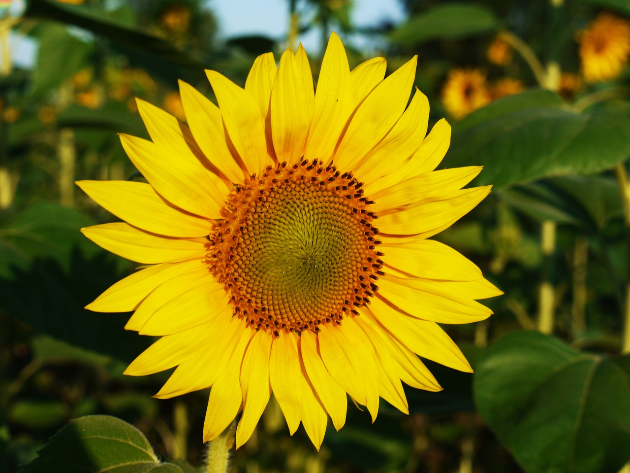 sun flower blossom bloom free photo