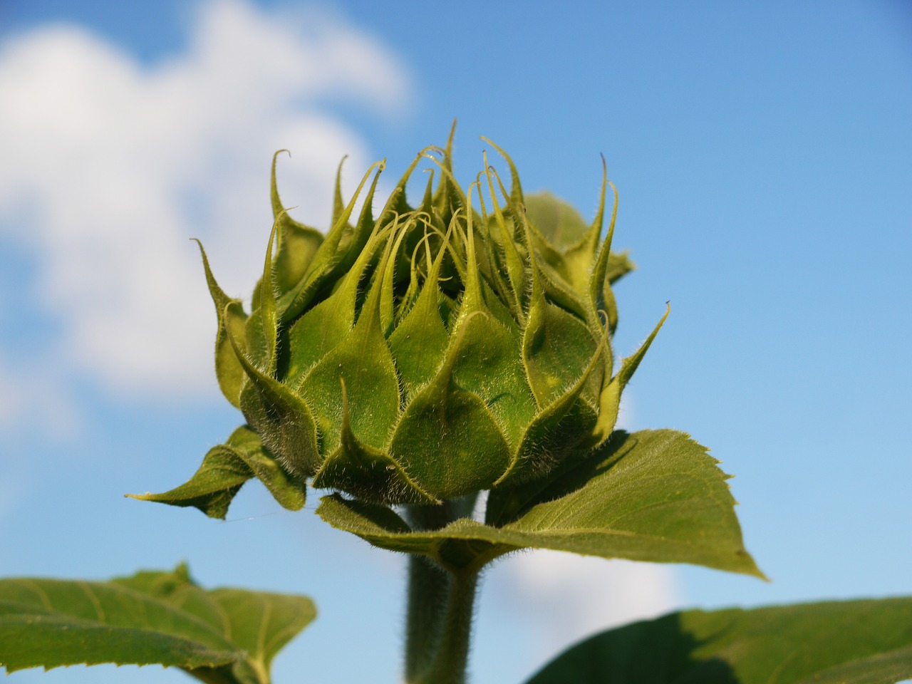 sun flower bud from the side free photo