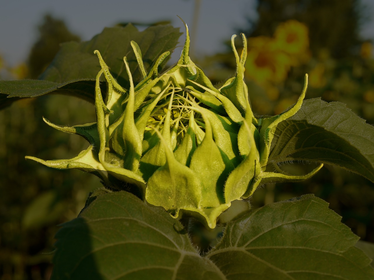 sun flower bud from above free photo