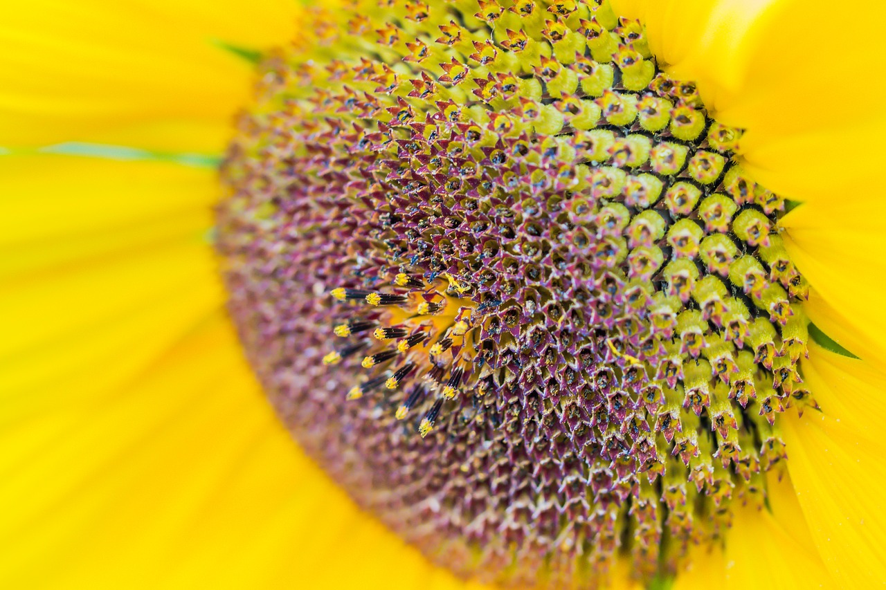 sun flower helianthus annuus blossom free photo