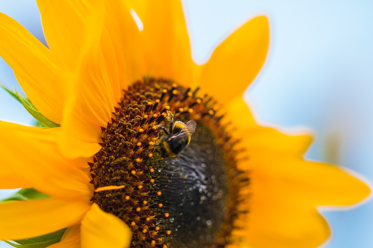 sun flower helianthus annuus blossom free photo