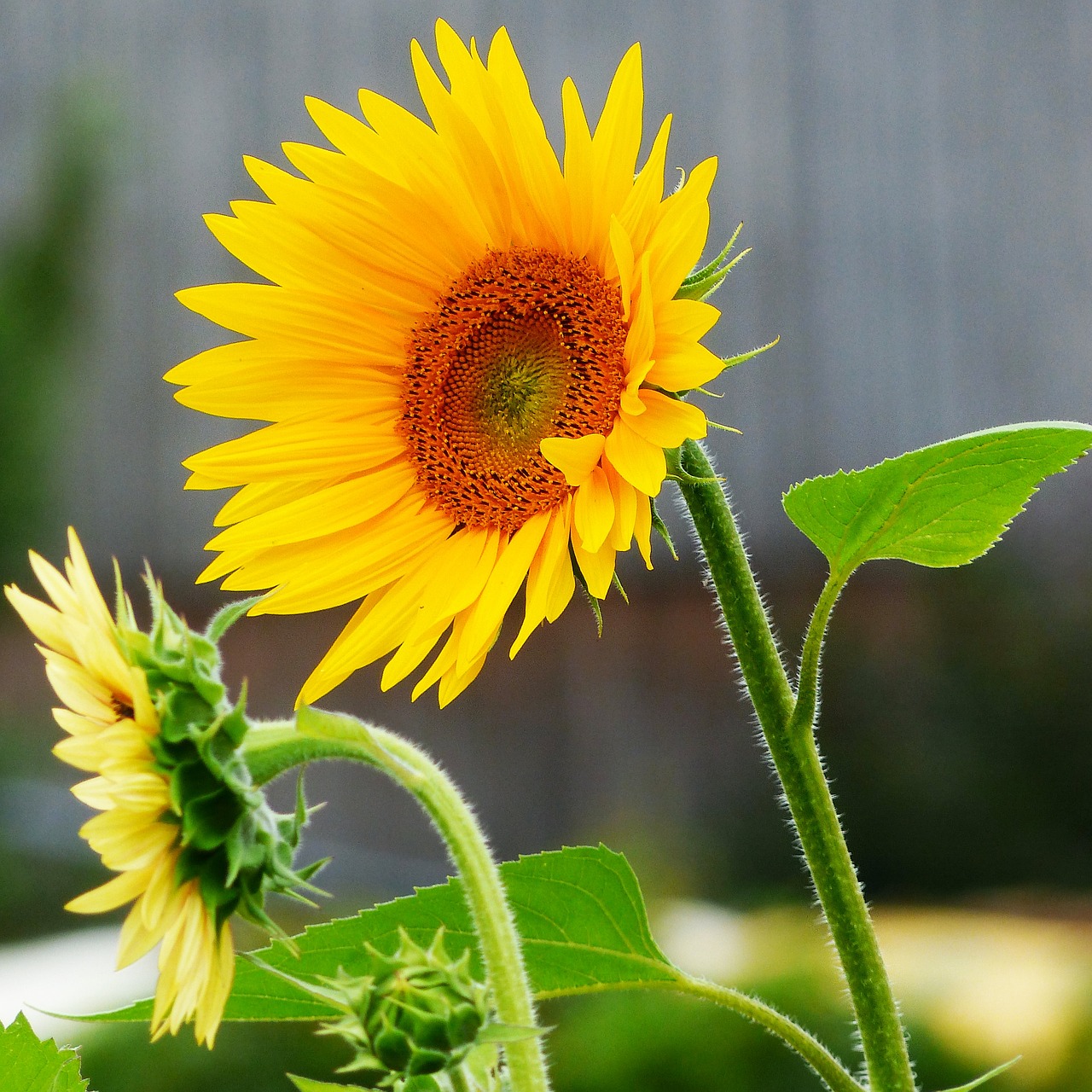 sun flower blossom bloom free photo