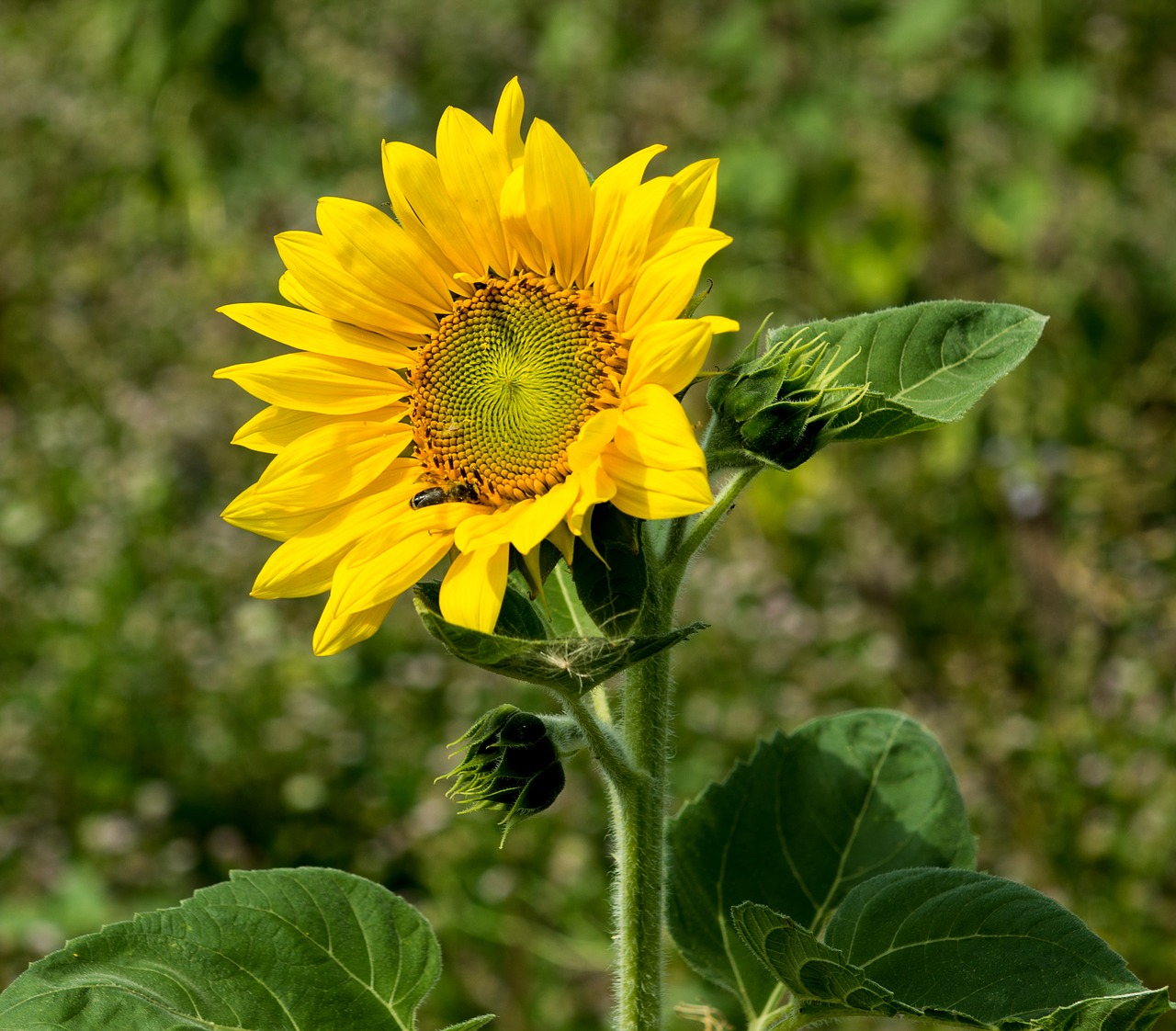 sun flower sunflower flowers free photo
