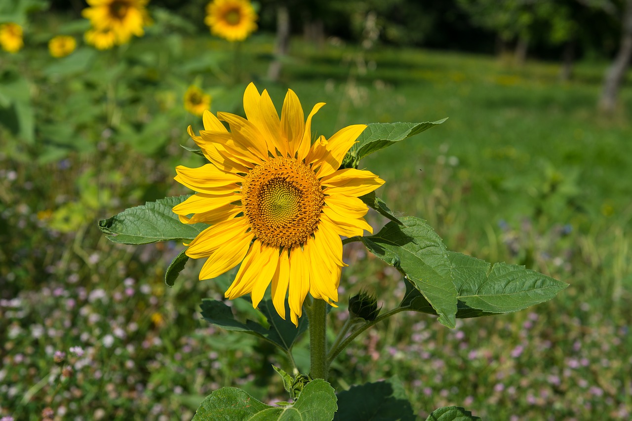 sun flower sunflower plant free photo