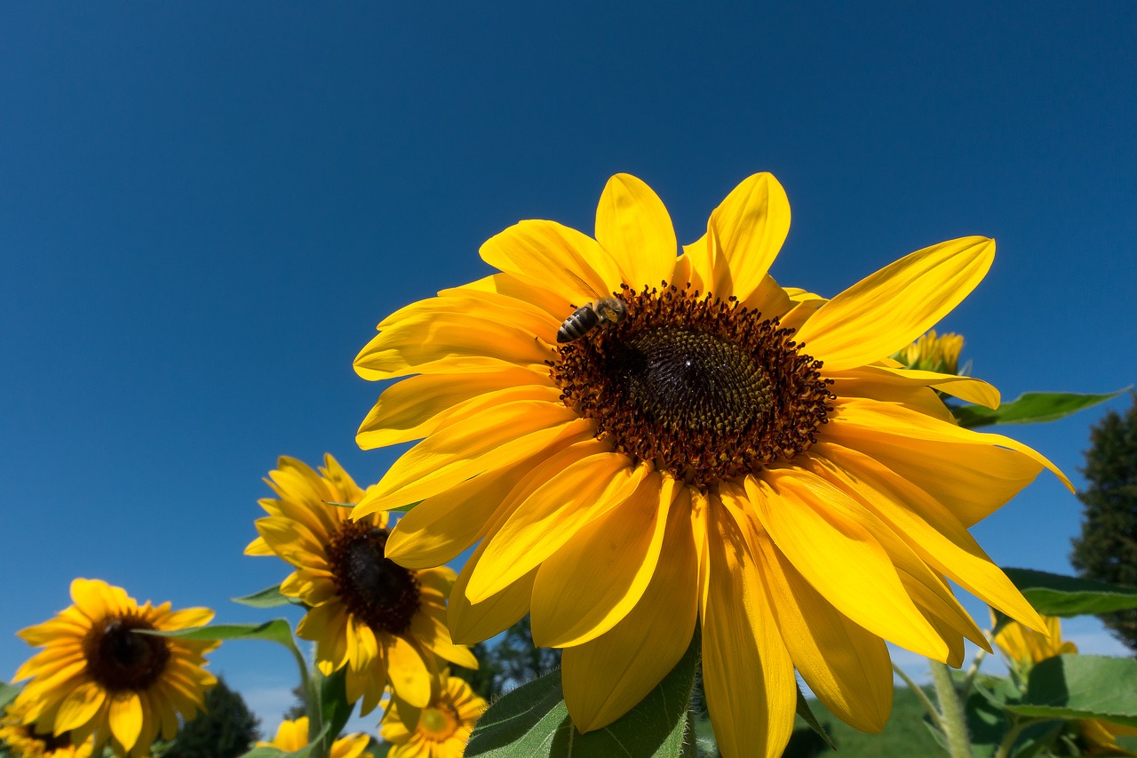 sun flower helianthus annuus flower free photo