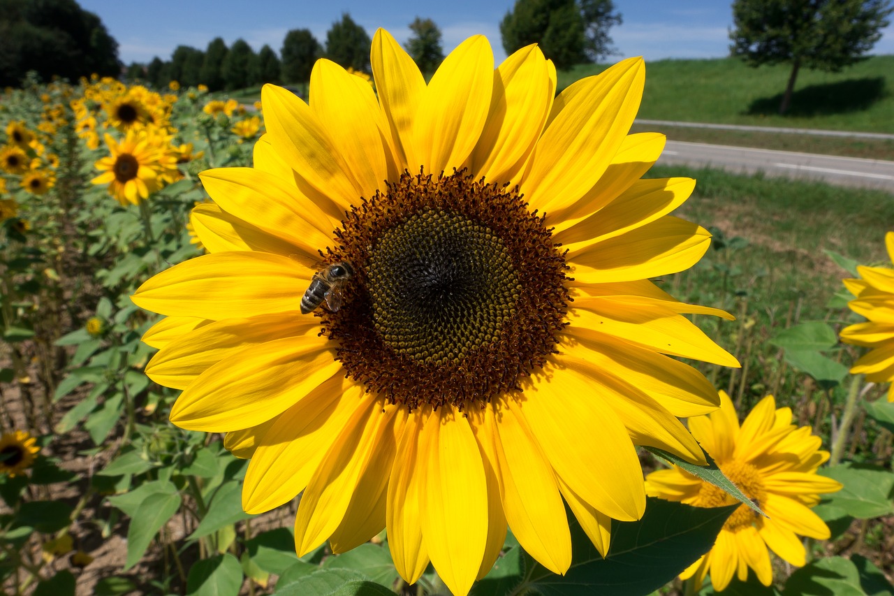 sun flower helianthus annuus flower free photo