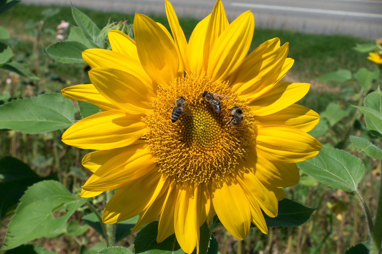 sun flower helianthus annuus flower free photo