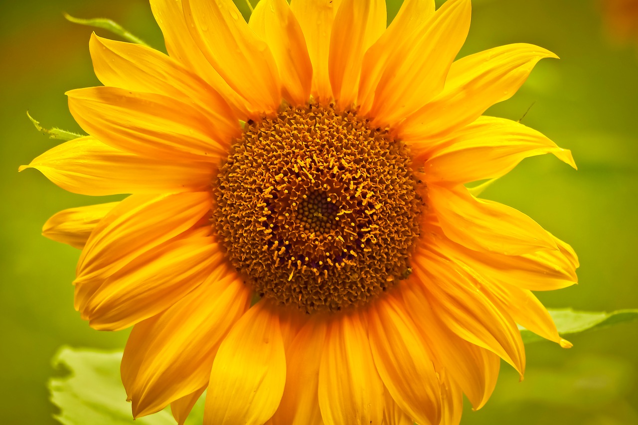 sun flower flower yellow free photo