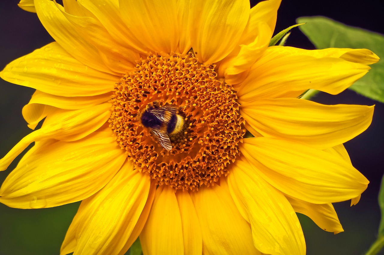 sun flower flower yellow free photo