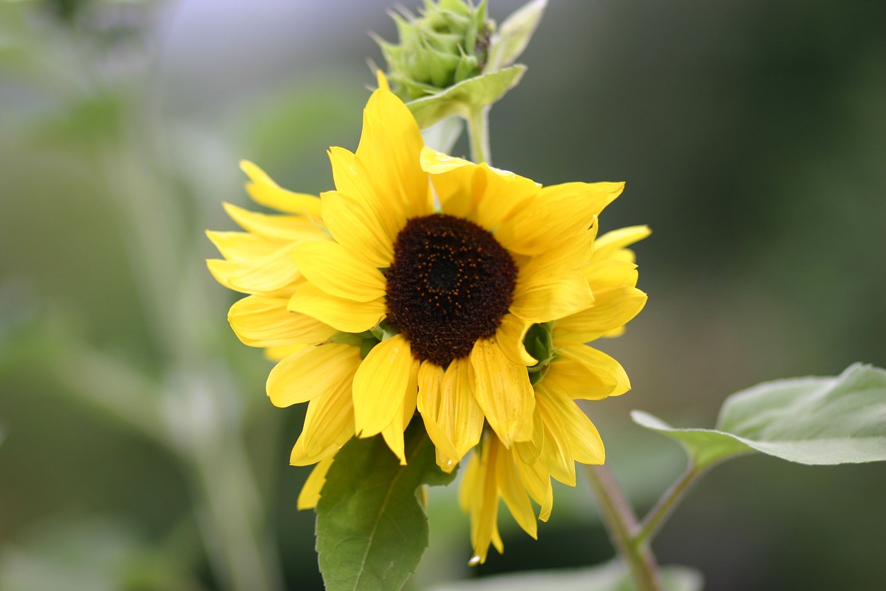 sun flower flower yellow free photo