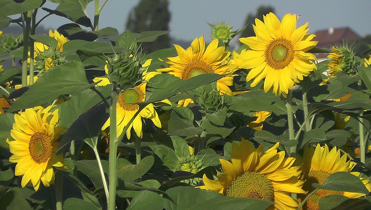 sun flower summer bloom free photo