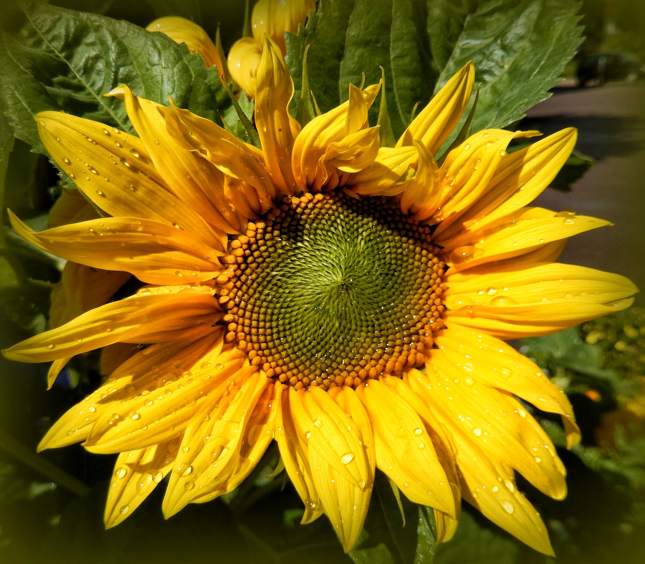 sun flower nature summer free photo