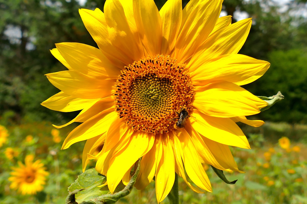 sun flower macro beautiful colors free photo