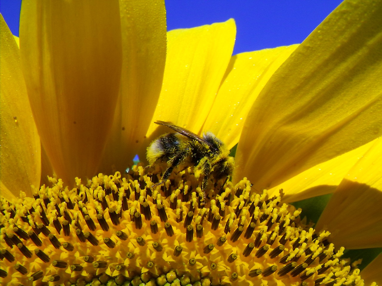 sun flower hummel blossom free photo