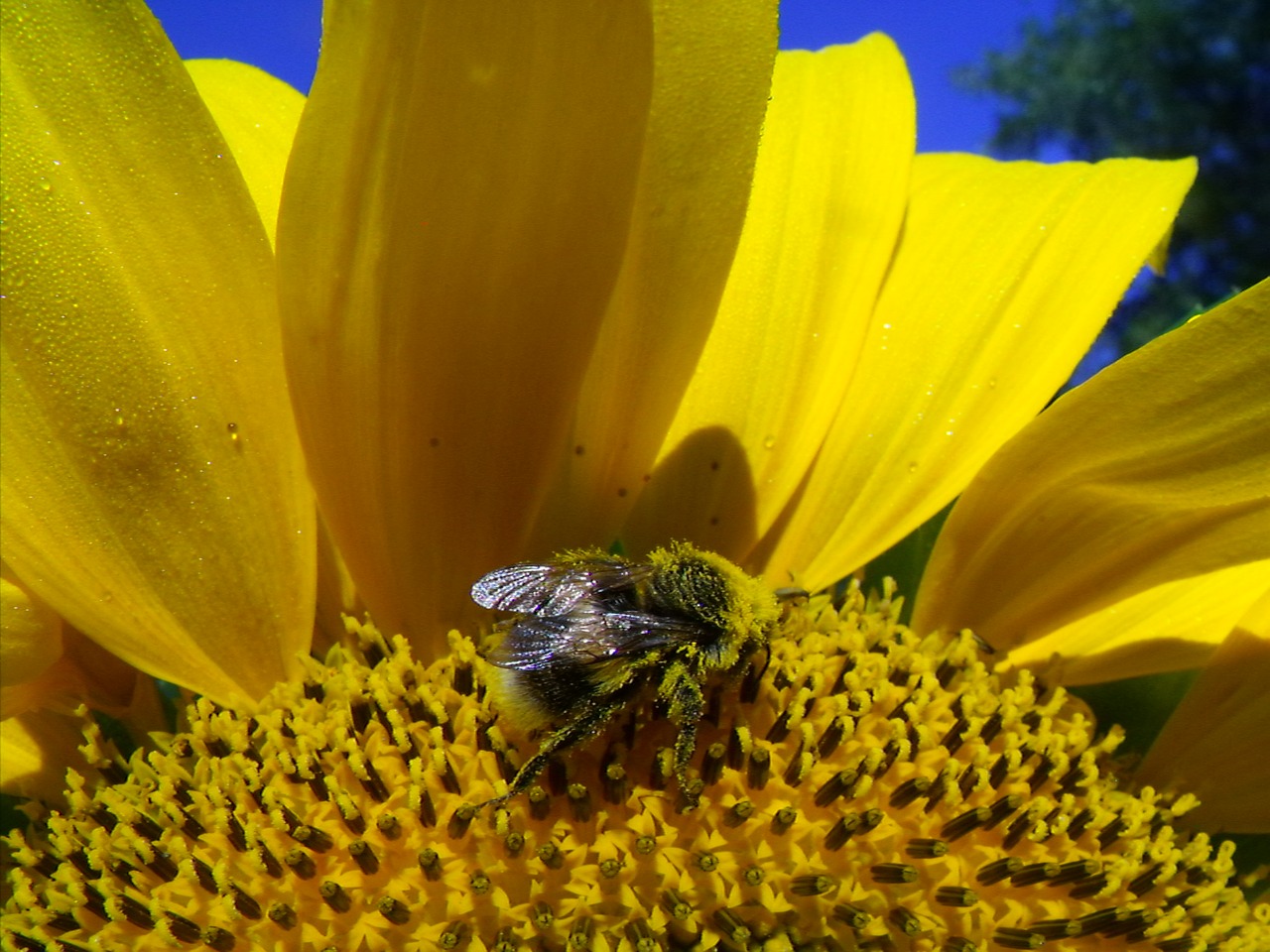 sun flower hummel blossom free photo