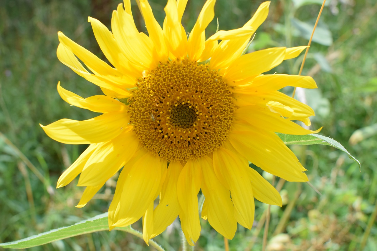 sun flower close blossom free photo