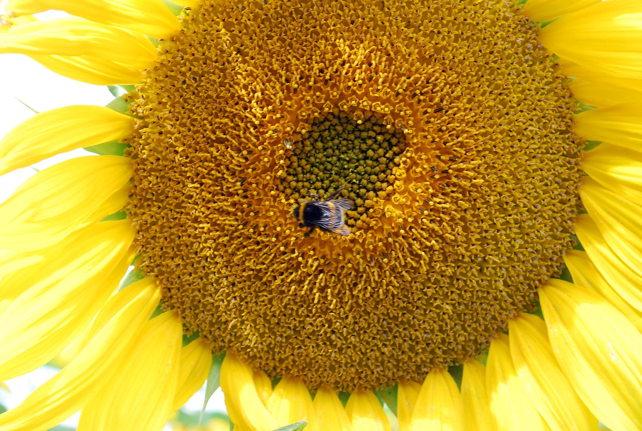 sun flower yellow hummel free photo