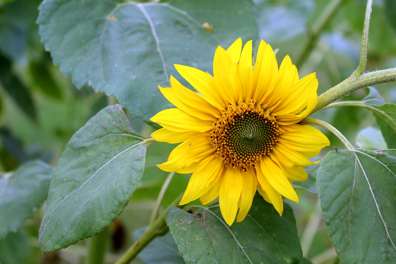 sun flower flower yellow free photo