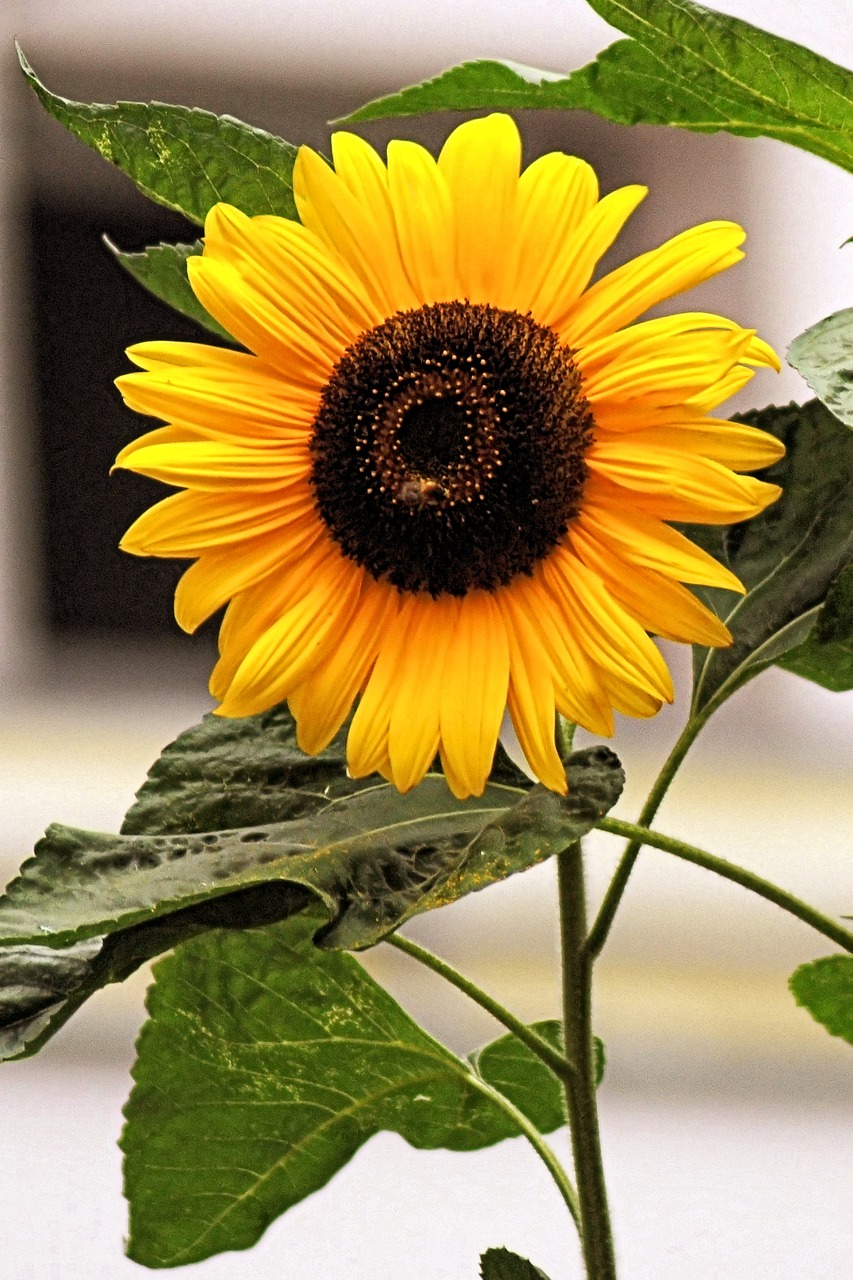 sun flower blossom bloom free photo