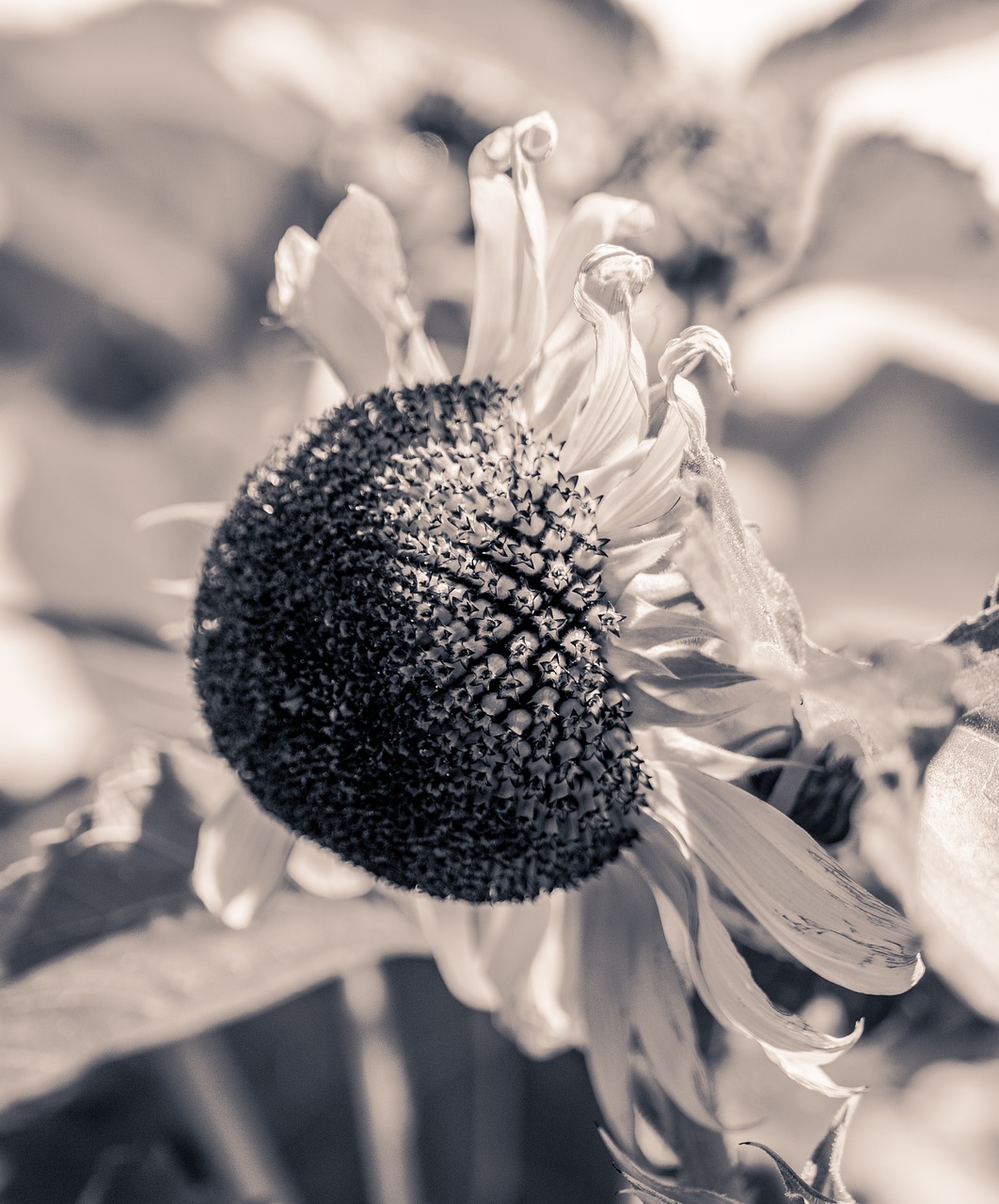 sun flower helianthus annuus blossom free photo