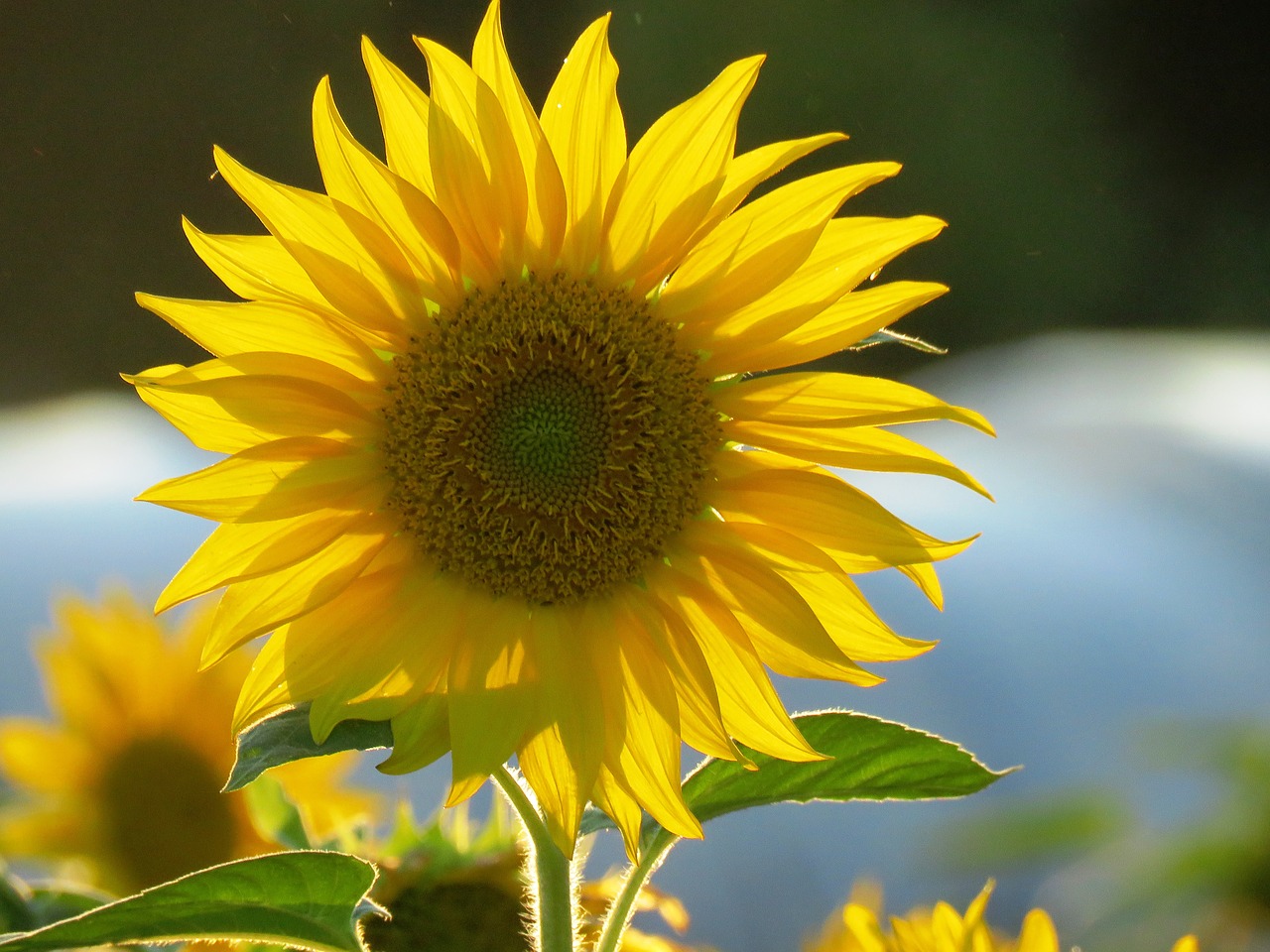 sun flower yellow blossom free photo