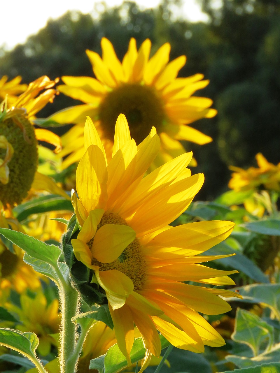 sun flower field sunflower field free photo