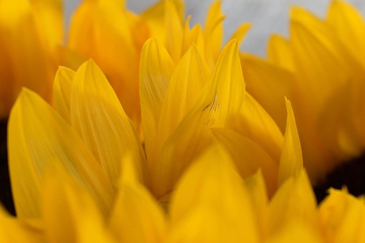 sun flower yellow flower free photo