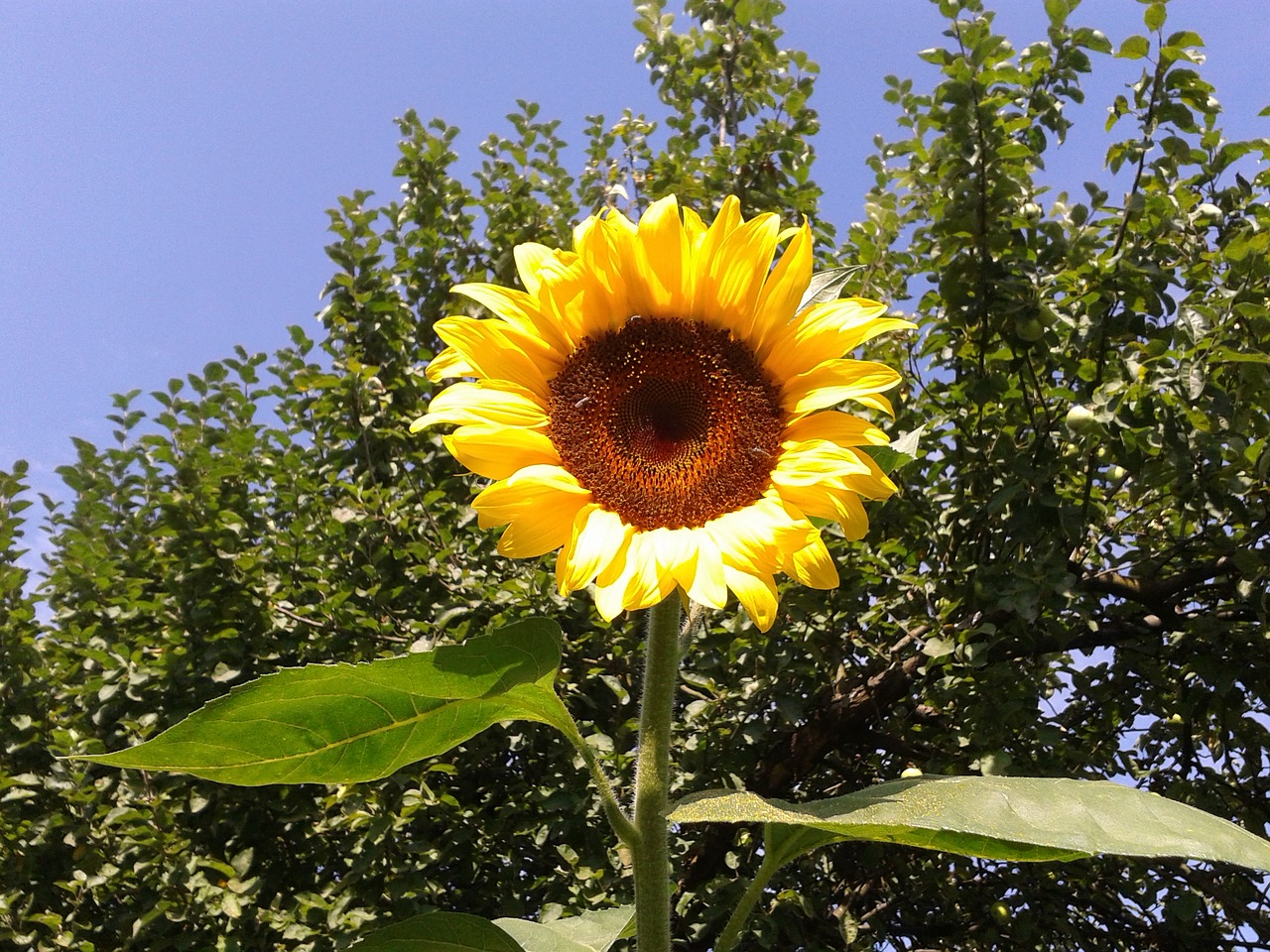 sun flower flower nature free photo