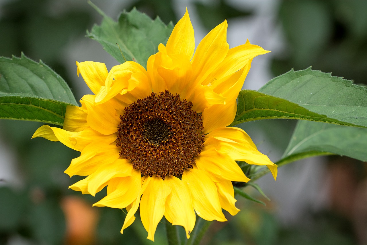 sun flower yellow yellow flower free photo