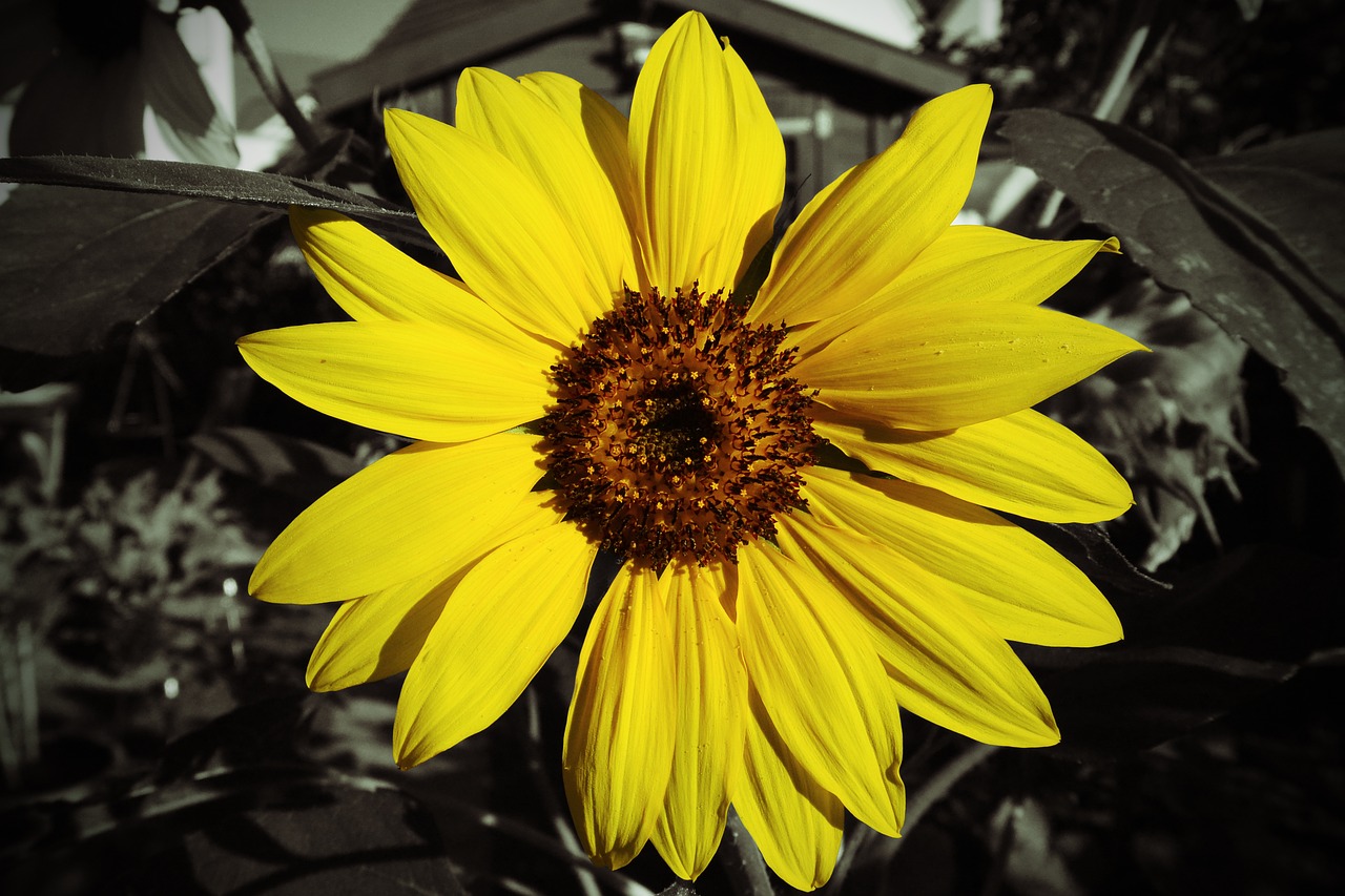 sun flower color key yellow free photo