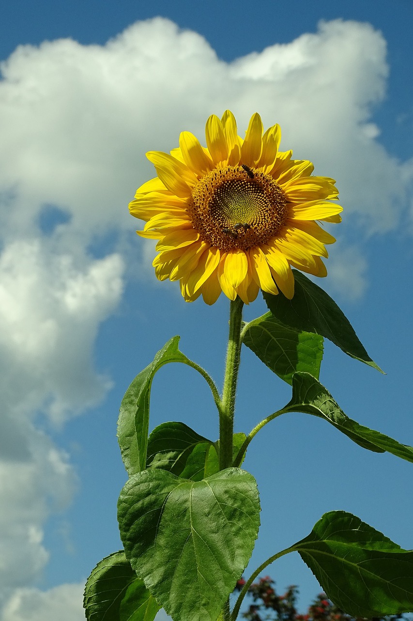 sun flower nature flower free photo