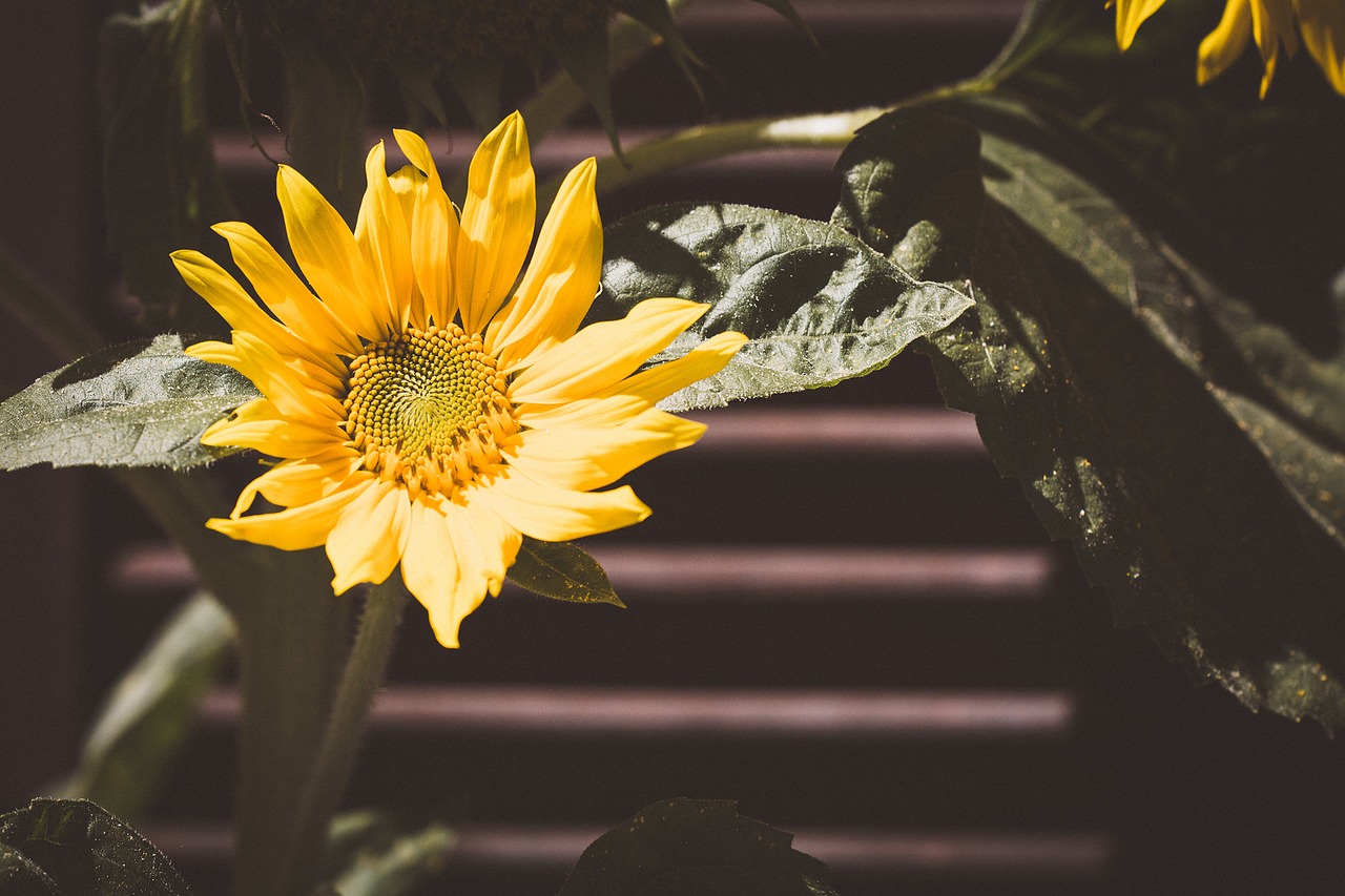 sun flower yellow yellow flower free photo