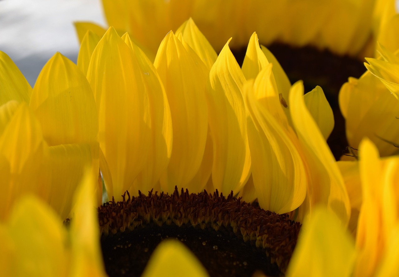 sun flower summer plant free photo