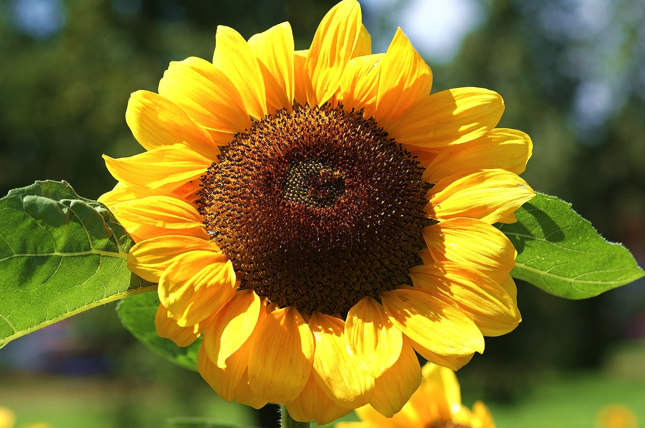 sun flower yellow blossom free photo