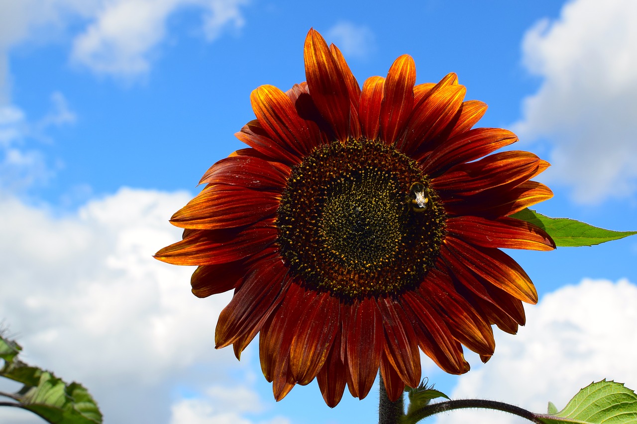 sun flower dark bee free photo