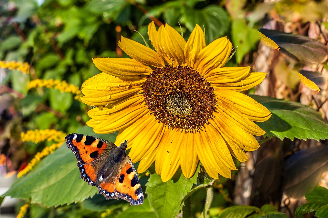 sun flower raindrop butterfly free photo