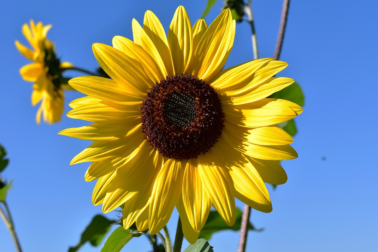 sun flower flower plant free photo