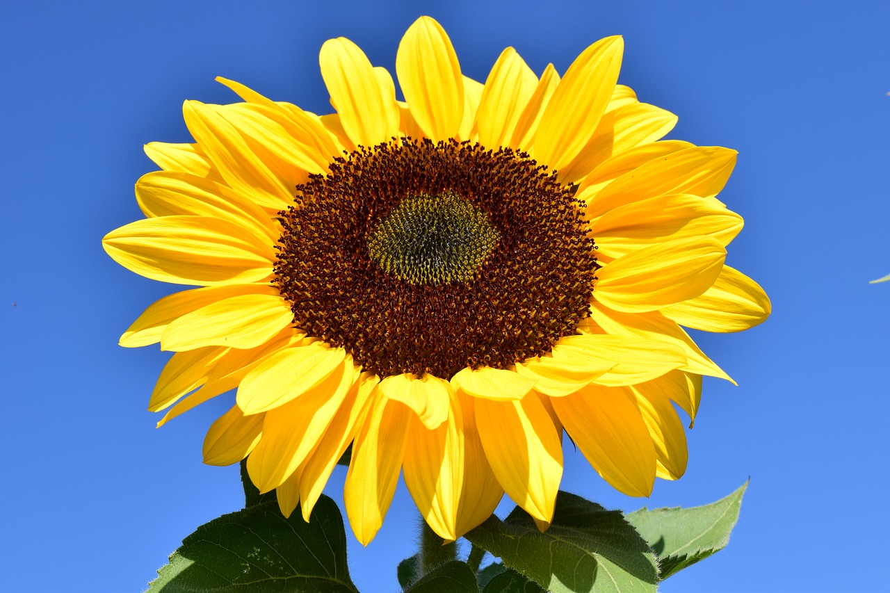 sun flower yellow summer free photo