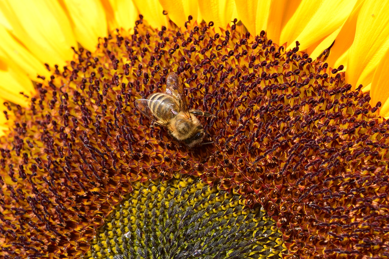 sun flower bee yellow free photo