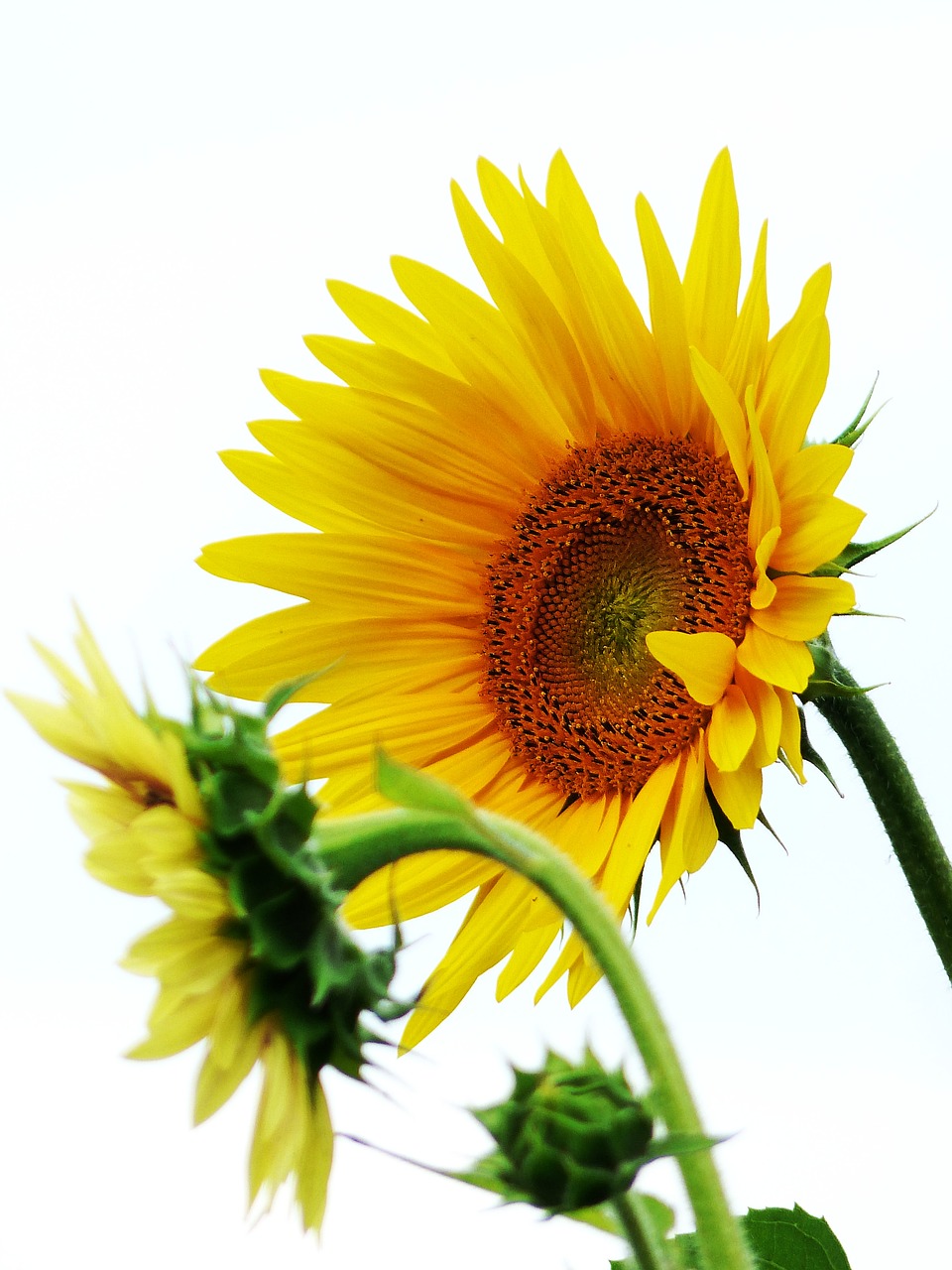 sun flower flower meadow flowers free photo