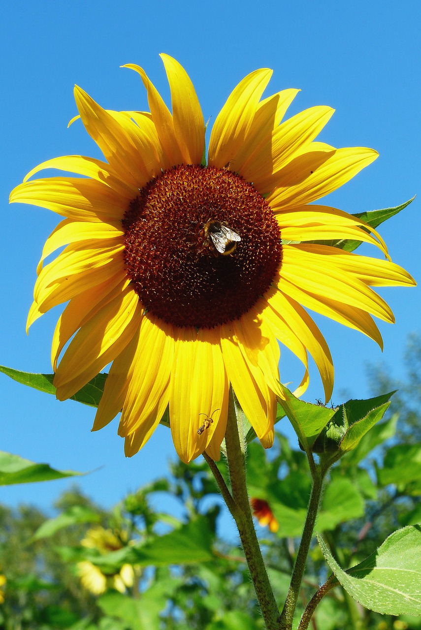 sun flower hummel flower meadow free photo