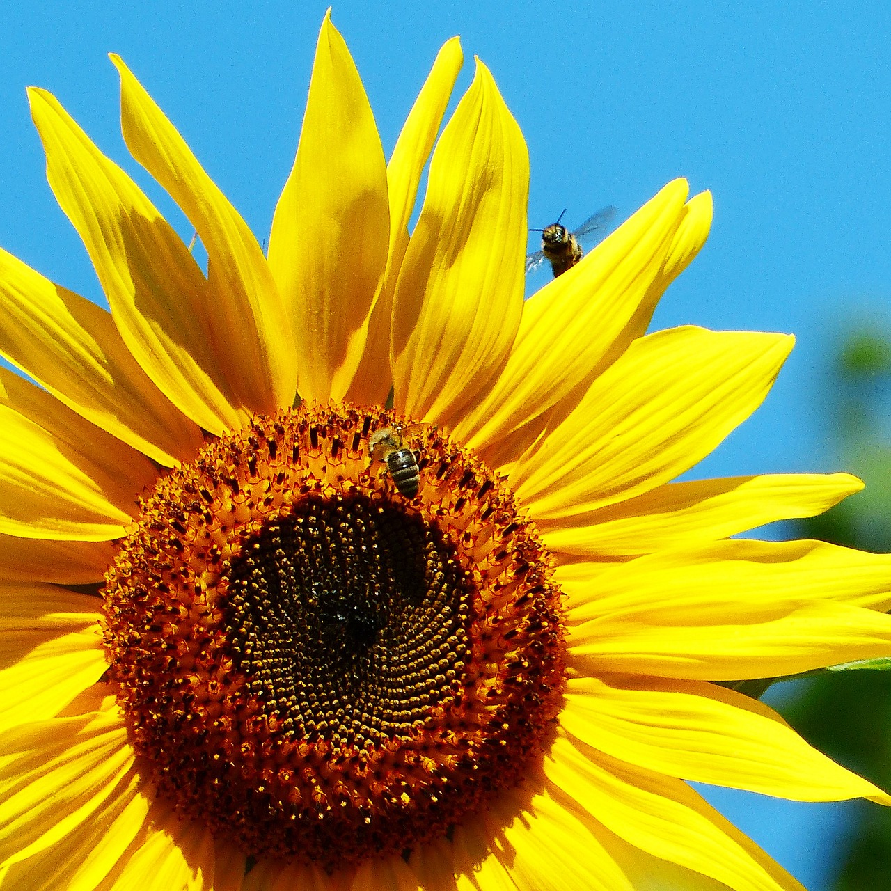 sun flower bee in flight free photo