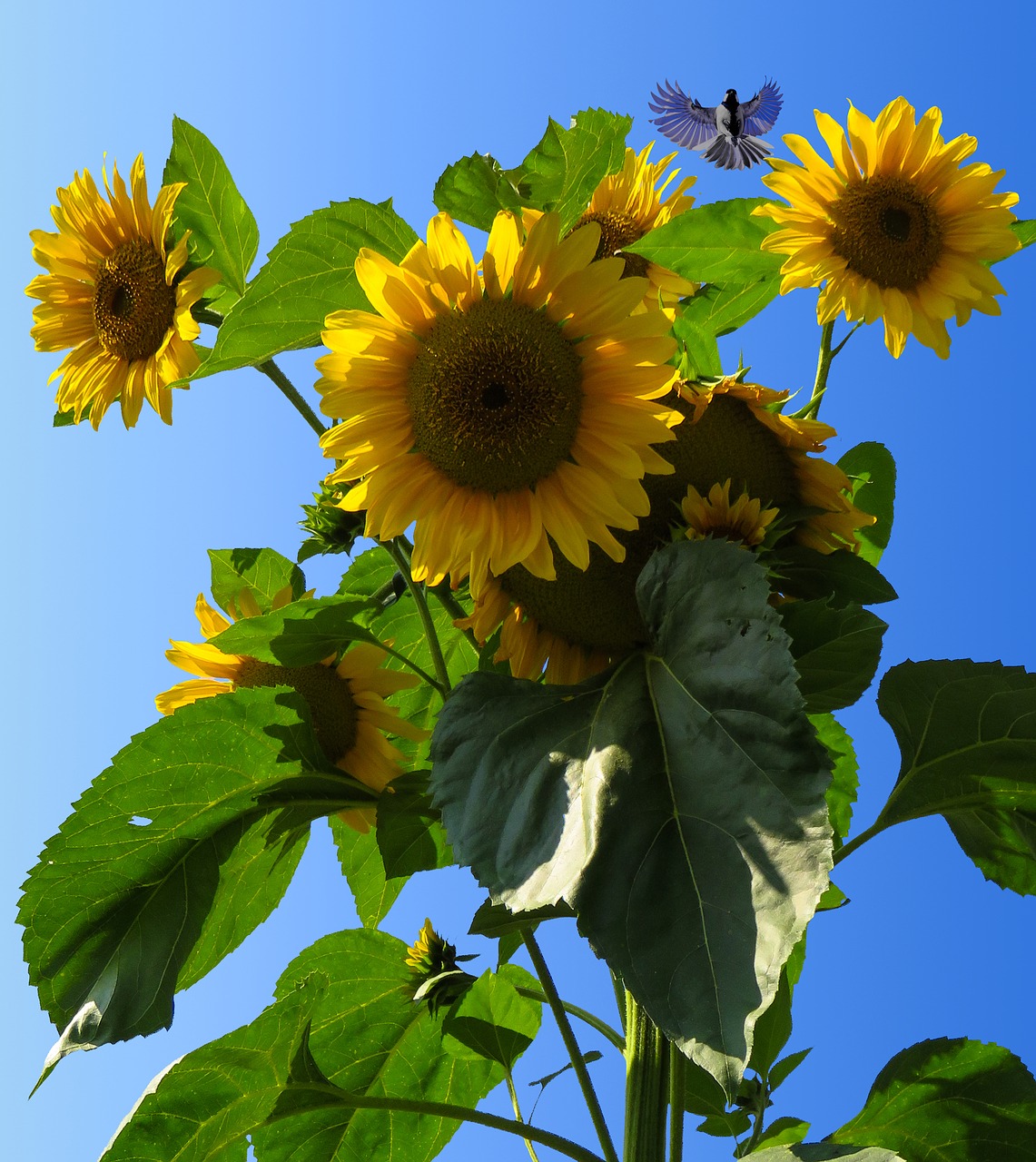 sun flower blossom bloom free photo