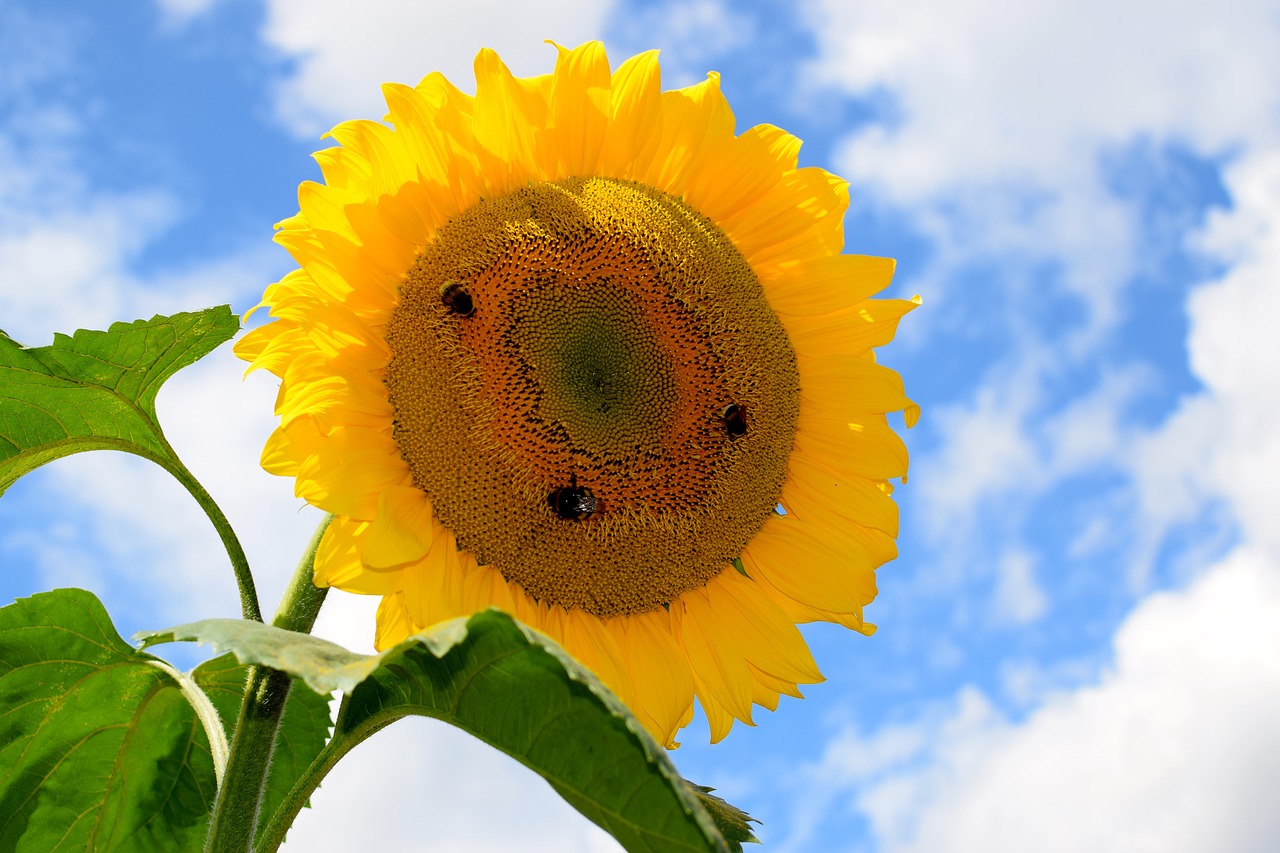 sun flower bees yellow free photo