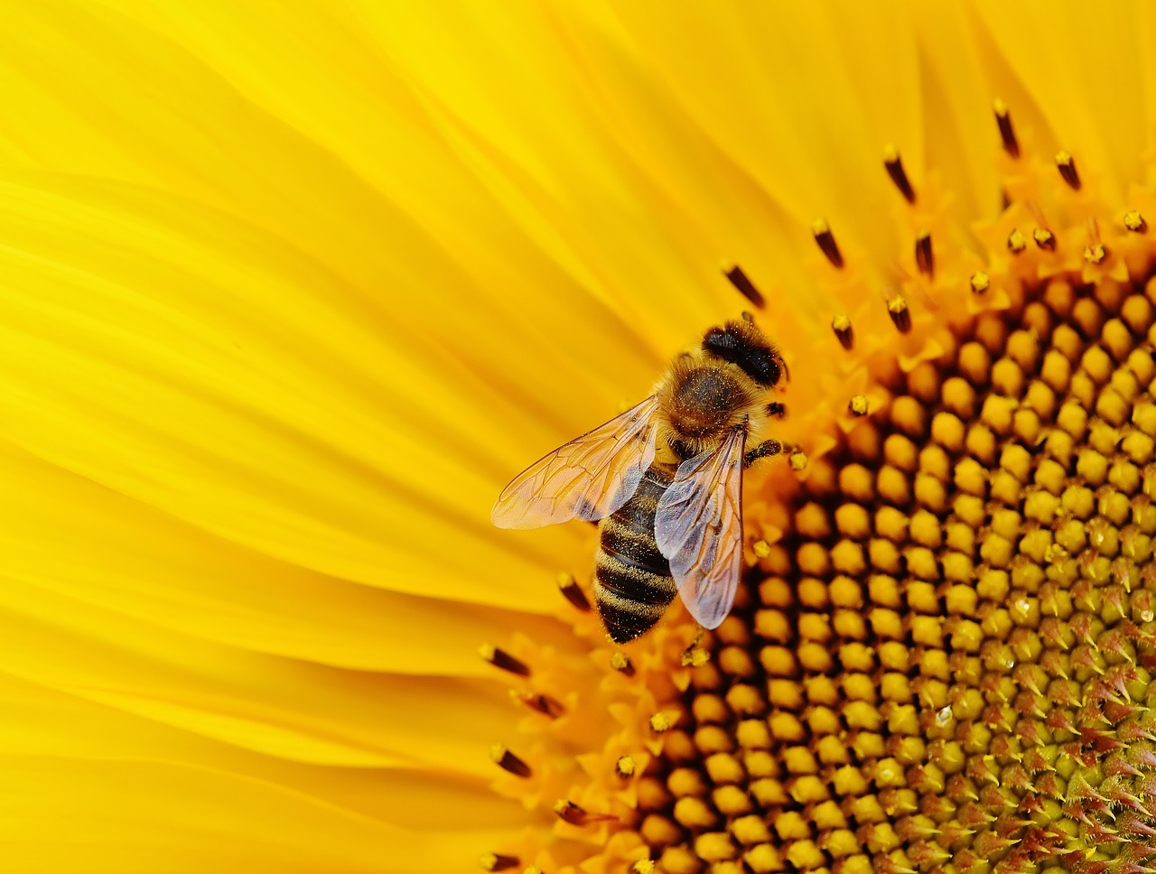 sun flower bees summer free photo