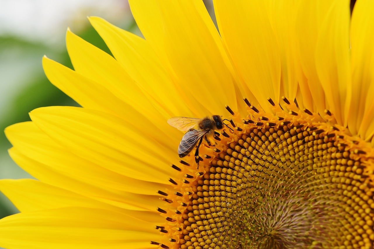 sun flower bees summer free photo