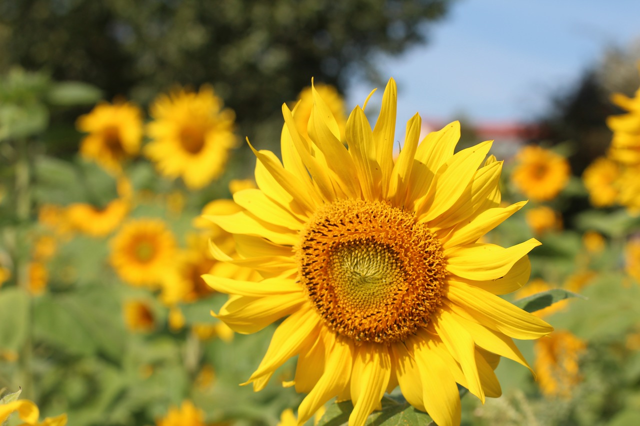 sun flower birthday bouquet sunflower field free photo