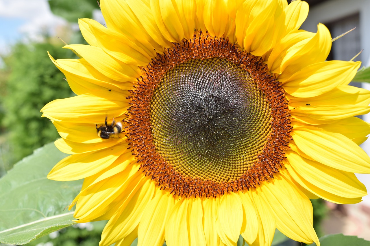 sun flower summer beautiful free photo