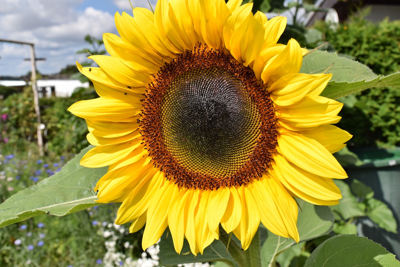 sun flower plant garden free photo